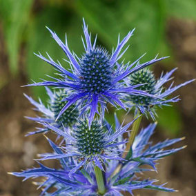 1 x Sea Holly  Eryngium planum 'Blue Hobbit' in a 9cm Pot Blue Coastal Plants for Gardens Hardy Wind Resistant Plants