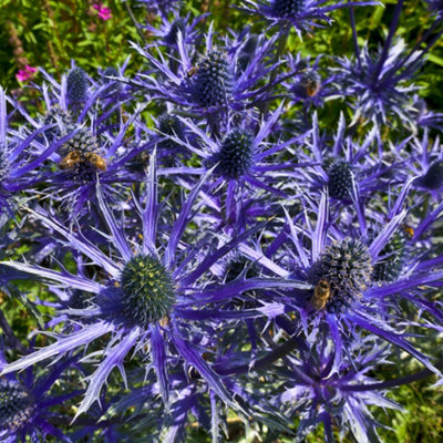 1 x Sea Holly  Eryngium planum 'Blue Hobbit' in a 9cm Pot Blue Coastal Plants for Gardens Hardy Wind Resistant Plants