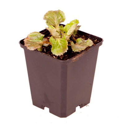 1 x Sea Holly  Eryngium planum 'Blue Hobbit' in a 9cm Pot Blue Coastal Plants for Gardens Hardy Wind Resistant Plants - 4