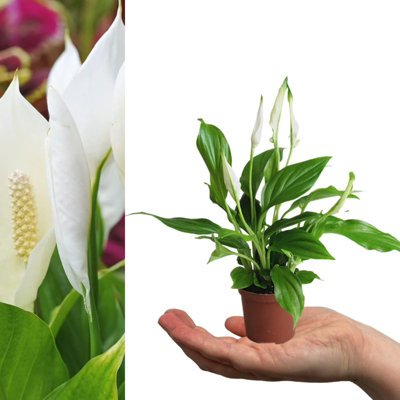 1 x Spathiphyllum Peace Lily in 7cm Pot - Mini Air Purifying Potted Indoor Plant - Live Evergreen Houseplant Perfect for Gifting