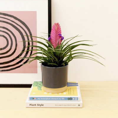 1 x Tillandsia Cyanea Bromeliad Indoor Plant in 9cm Pot - Pink 
