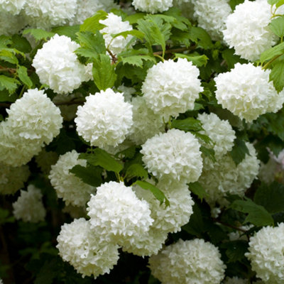 1 x Viburnum opulus 'Roseum' Snowball Tree in a 9cm Pot Ready to Plant Out - Snowball Tree in a 7/9cm Pot Deciduous Shrubs for Gar