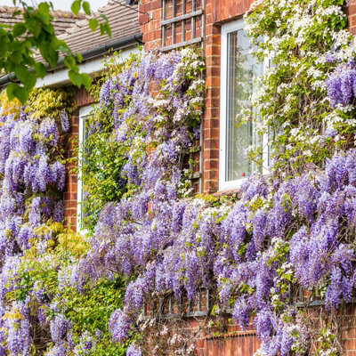 Plant In A Box - Wisteria Sinensis Glycine - Set De 3 Plants - Pot 9cm - Hauteur 25-40cm - Fleurs Parfumées
