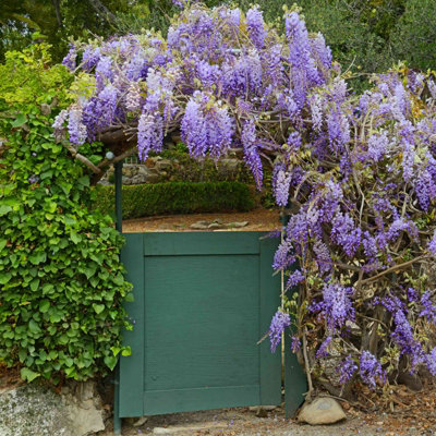 1 x Wisteria Amethyst Falls Plant in 9cm Pot - Hardy Climbing