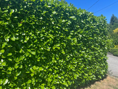 10 Cherry Laurel Fast Growing Evergreen Hedging Plants 20-30cm Tall in 10cm Pots 3fatpigs - 3
