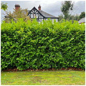 10 Cherry Laurel Fast Growing Evergreen Hedging Plants 30-50cm Tall in 10cm Pots 3fatpigs