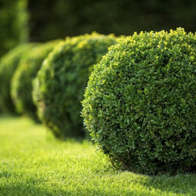 10 Common Box / Buxus Sempervirens 10-20cm Tall Evergreen Hedging Plants In 9cm Pots 3FATPIGS