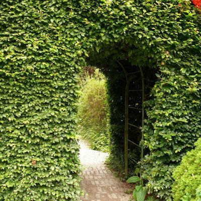 10 GREEN BEECH HEDGING PLANTS 2 YEAR OLD, 1-2FT GRADE 1 HEDGE TREES 40-60CM