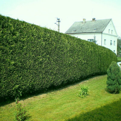 10 Green Leylandii 2ft Tall Hedging In Big 2L Pots, Evergreen Leyland Cypress