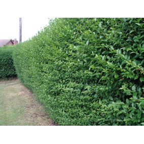10 Green Privet Hedging Plants Ligustrum Hedge 30-50cm,Dense Evergreen,Big Pots 3fatpigs