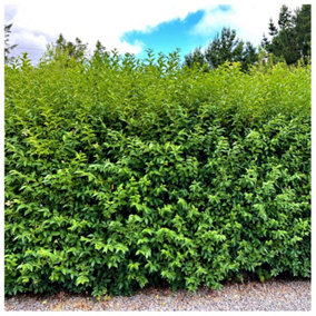10 Green Privet Plants 3-4ft Tall, Evergreen Hedging, Grow a Quick, Dense Hedge 3FATPIGS