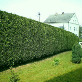 10 Leyland Cypress / Green Leylandii in 9cm Pots, 30-40cm Evergreen Hedging Plants 3FATPIGS