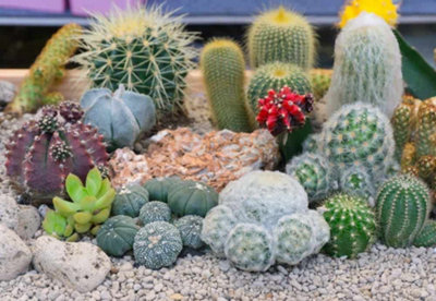 10 Mixed Indoor Plants - 5 Succulents - 5 Cactus Plants in 5.5cm Pots