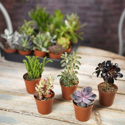 5 Different Cactus - Small Collection - 5.5cm