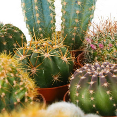 10 Mixed Indoor Plants - 5 Succulents - 5 Cactus Plants in 5.5cm Pots - 4