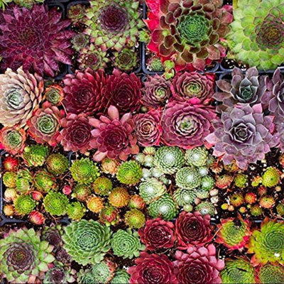 10 Sempervivum Succulent Plants - 5 Sempervivum - 5 Succulents in 5.5cm Pots - 3