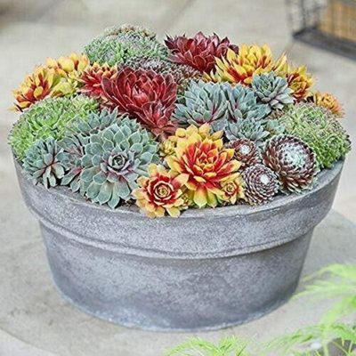 10 Sempervivum Succulent Plants - 5 Sempervivum - 5 Succulents in 5.5cm Pots - 4
