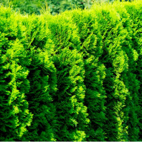 10 Western Red Cedar Trees /Thuja 'Gelderland' 30-40cm Tall in 9cm Pots Evergreen Hedging Plants 3FATPIGS