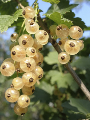 10 Witte Hollander White Currant / Ribes Rubrum 'Witte Hollander', Multi-stemmed 3FATPIGS