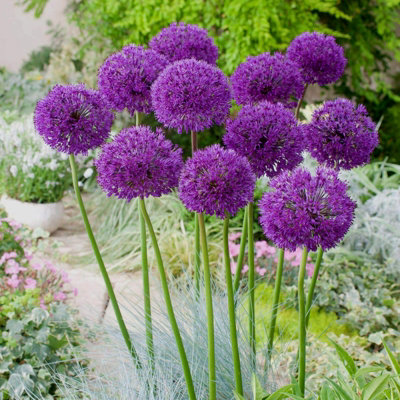 10 x Allium Purple Sensation Bulbs - Summer Flowering - UK Hardy Pollinator Friendly - Grow in Beds