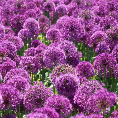 10 x Allium Purple Sensation Bulbs - Summer Flowering - UK Hardy Pollinator Friendly - Grow in Beds - 5