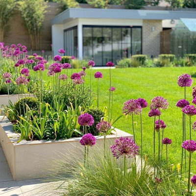 10 x Allium Purple Sensation Bulbs - Summer Flowering - UK Hardy Pollinator Friendly - Grow in Beds - 6