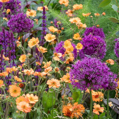 10 x Allium Purple Sensation Bulbs - Summer Flowering - UK Hardy Pollinator Friendly - Grow in Beds - 7