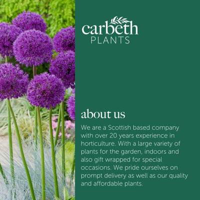 10 x Allium Purple Sensation Bulbs - Summer Flowering - UK Hardy Pollinator Friendly - Grow in Beds - 8