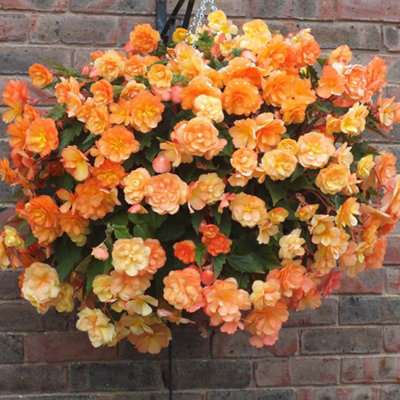 10 x Begonia Apricot Shades Bedding Plants 10 x Garden Ready Plugs for Handing Baskets or Flower Beds
