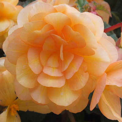 10 x Begonia Apricot Shades Bedding Plants 10 x Garden Ready Plugs for Handing Baskets or Flower Beds - 3