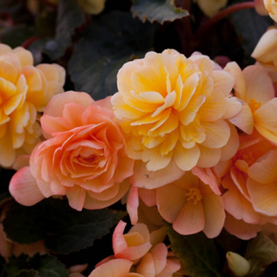 10 x Begonia Apricot Shades Bedding Plants 10 x Garden Ready Plugs for Handing Baskets or Flower Beds