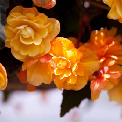 10 x Begonia Apricot Shades Bedding Plants 10 x Garden Ready Plugs for Handing Baskets or Flower Beds - 5