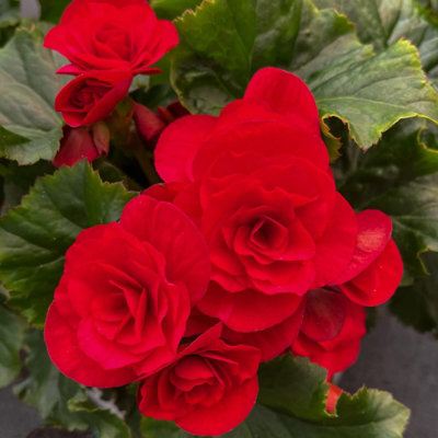 10 x Begonia Double Red Summer Tubers - Long Flowering Season Perennial Bulb Corms  - Grow in Beds, Borders and Pots