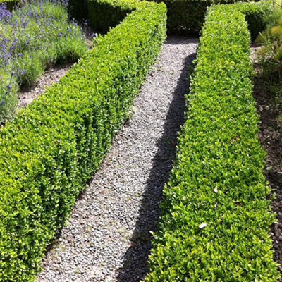 10 x Buxus Sempervirens - Evergreen Box Hedge Shrubs for Lush UK Gardens - Outdoor Plants (20-30cm Height Including Pot)