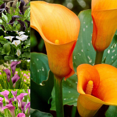 10 x Calla Lily Elegant Bulb Mix - Zantedeschia - White, Purple