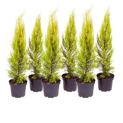 10 x Cupressus Conifer Macrocarpa Goldcrest Tree in a 10.5cm Pot 28-30cm Tall Supplied as 10 x Established Cypress Trees - 4