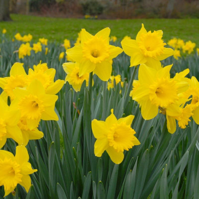 10 x Daffodil Dutch Master Spring Bulbs - Yellow Narcissus Flowering Perennials - UK Hardy - Grow in Beds, Borders & Patio Pots