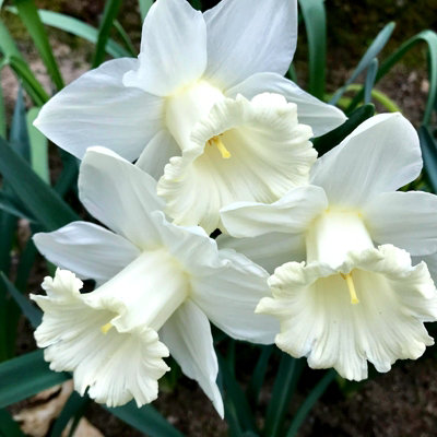 10 x Daffodil Mount Hood Spring Bulbs - White Narcissus Flowering Perennials - UK Hardy - Grow in Beds