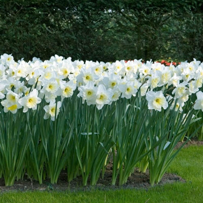 10 x Daffodil Mount Hood Spring Bulbs - White Narcissus Flowering Perennials - UK Hardy - Grow in Beds