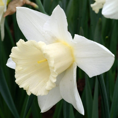 10 x Daffodil Mount Hood Spring Bulbs - White Narcissus Flowering Perennials - UK Hardy - Grow in Beds - 4