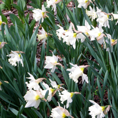 10 x Daffodil Mount Hood Spring Bulbs - White Narcissus Flowering Perennials - UK Hardy - Grow in Beds - 5