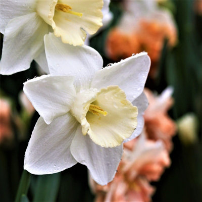 10 x Daffodil Mount Hood Spring Bulbs - White Narcissus Flowering Perennials - UK Hardy - Grow in Beds - 6