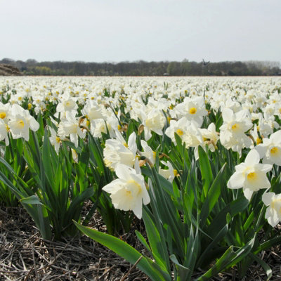 10 x Daffodil Mount Hood Spring Bulbs - White Narcissus Flowering Perennials - UK Hardy - Grow in Beds - 7