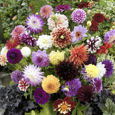 10 x Mixed Dahlia Tubers - Mixed Decorative Pack of 10 Dahlias for Gardens Ready to Plant out Plants