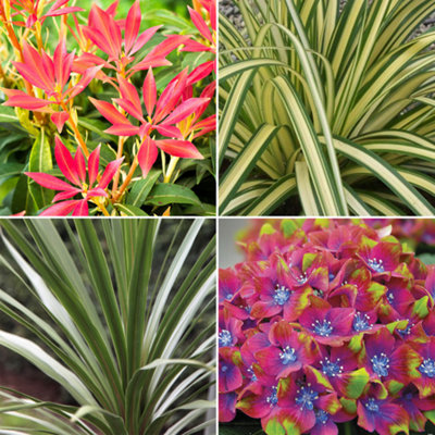 10 x Mixed Flowering Shrub Plants - Assorted Blooming Shrubs for Beautiful UK Gardens - Outdoor Plants (20-40cm) - 3