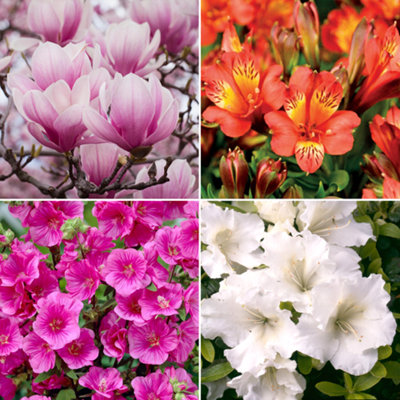 10 x Mixed Flowering Shrub Plants - Assorted Blooming Shrubs for Beautiful UK Gardens - Outdoor Plants (20-40cm) - 4