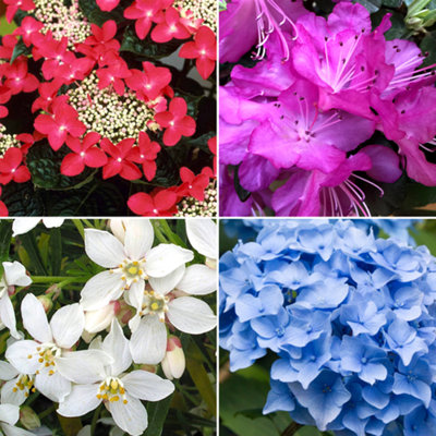 10 x Mixed Flowering Shrub Plants - Assorted Blooming Shrubs for Beautiful UK Gardens - Outdoor Plants (20-40cm) - 5