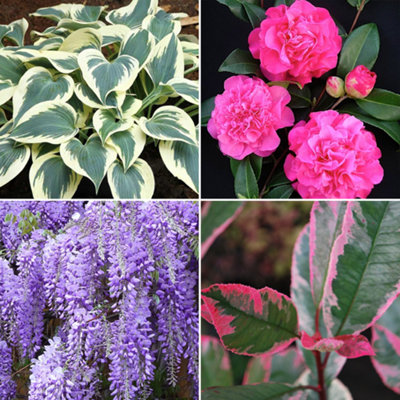 10 x Mixed Flowering Shrub Plants - Assorted Blooming Shrubs for Beautiful UK Gardens - Outdoor Plants (20-40cm) - 6