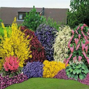10 X Mixed Mature Garden Shrubs, LARGE 2LTR POTS, Colourful Border 3FATPIGS