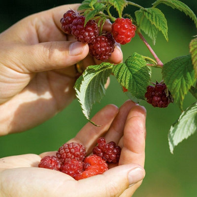 10 x Raspberry Autumn Bliss Bare Root Canes - Grow Your Own Fresh ...
